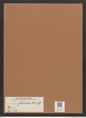 Navicula glacialis Grun. (de-Toni-Nr.: Genus 1, Species 479) Zeichnungen Sammlung Grunow Mappe 00424 (Herbarium_W_Grunow_drawings_Folder_00424)